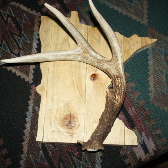 Deer Antler Shed On Minnesota Plaque - Picture 4 of 6